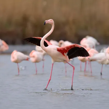 Escale Port-4 By Interhome Apartament Le Grau-du-Roi